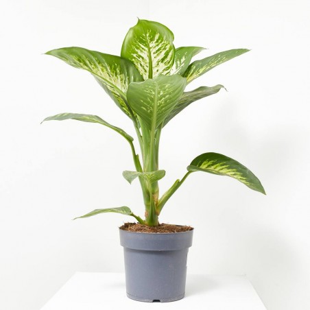 DIEFFEMBACHIA TROPIC MACETA 5L