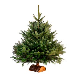 ABETO NATURAL CORTADO + PIE 175-200CM