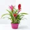 BROMELIAS TRIO COMPO M-17