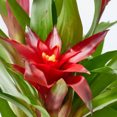 BROMELIAS TRIO COMPO M-17