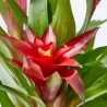 BROMELIAS TRIO COMPO M-17