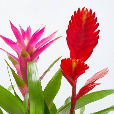 BROMELIAS TRIO COMPO M-17