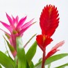 BROMELIAS TRIO COMPO M-17