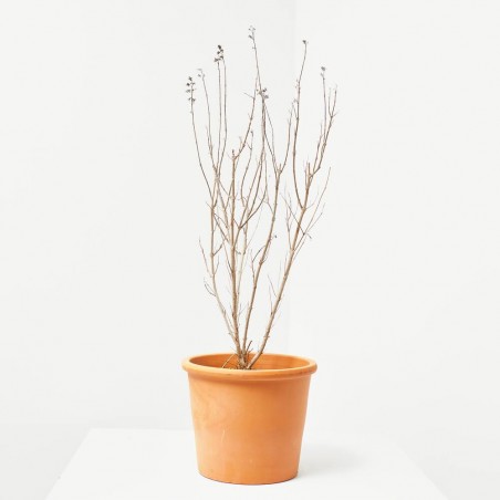 CARYOPTERIS 3L
