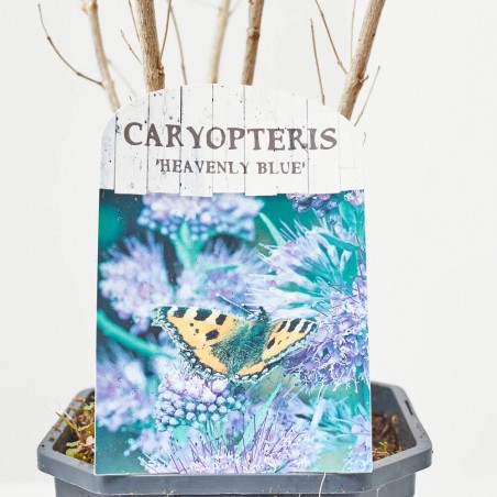 CARYOPTERIS 3L