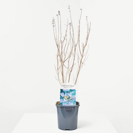 CARYOPTERIS 3L