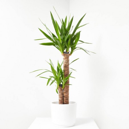 YUCCA MACETA 18CM