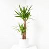YUCCA MACETA 18CM