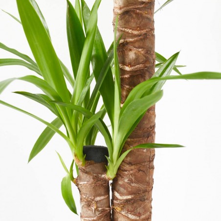 YUCCA MACETA 18CM