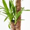 YUCCA MACETA 18CM