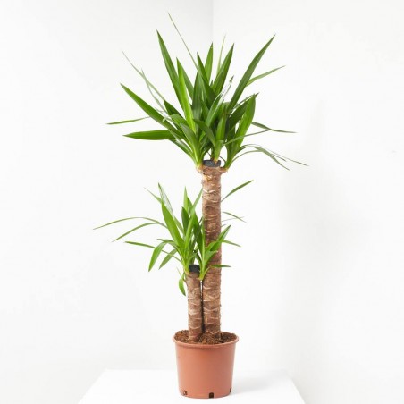 YUCCA MACETA 18CM