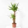 YUCCA MACETA 18CM