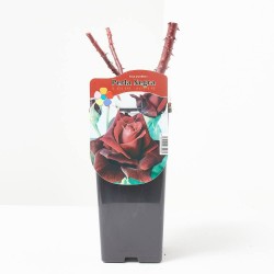 ROSAL POT PERLA NEGRA MACETA 2L