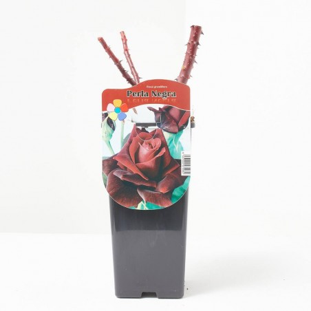 ROSAL POT PERLA NEGRA MACETA 2L