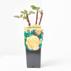 ROSAL POT 2L ADOLF HORSTMAN