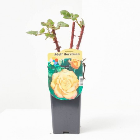 ROSAL POT 2L ADOLF HORSTMAN