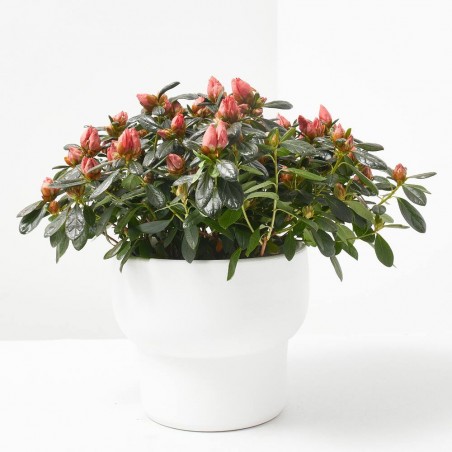 AZALEA HORTINO MACETA 13CM