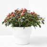 AZALEA HORTINO MACETA 13CM