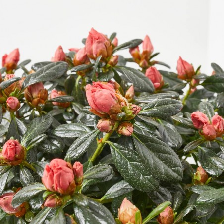 AZALEA HORTINO MACETA 13CM
