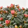 AZALEA HORTINO MACETA 13CM