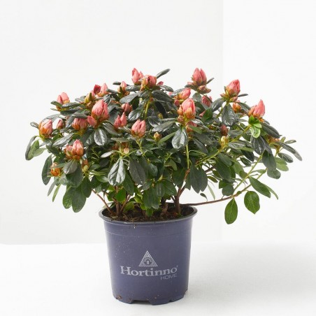 AZALEA HORTINO MACETA 13CM
