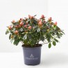 AZALEA HORTINO MACETA 13CM