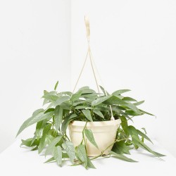 SCINDAPSUS CEBU BLUE MACETA 20CM