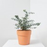 EUCALIPTO CINEREA MACETA 4L