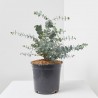 EUCALIPTO CINEREA MACETA 4L
