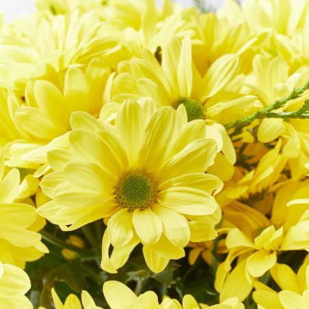 RAMO PALERMO AMARILLO