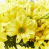 RAMO PALERMO AMARILLO
