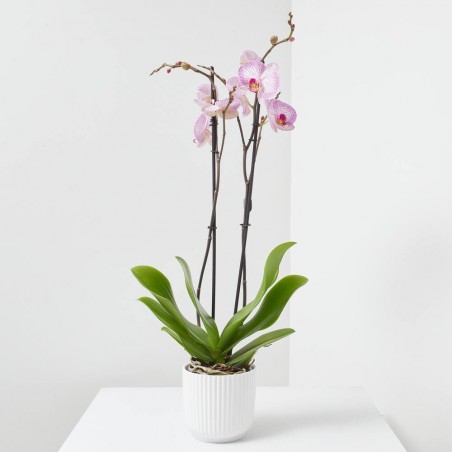 LOTE PHALAENOPSIS + MACETA LUNA BLANCA