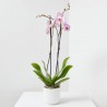 LOTE PHALAENOPSIS + MACETA LUNA BLANCA