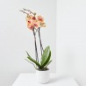 LOTE PHALAENOPSIS + MACETA LUNA BLANCA