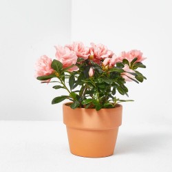 AZALEA HORTINO MACETA 9CM