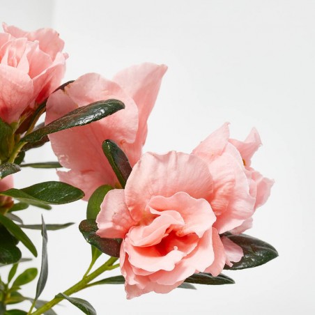 AZALEA HORTINO MACETA 9CM
