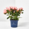 AZALEA HORTINO MACETA 9CM