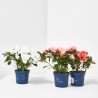 AZALEA HORTINO MACETA 9CM