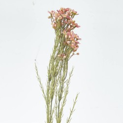 FLOR CERA FUCSIA 78CM VARA