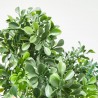 BUSH BOXWOOD. 28 CM. VERDE.