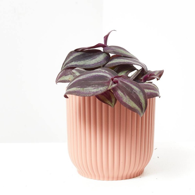 TRADESCANTIA PURPLE JOY MACETA 6CM