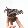 TRADESCANTIA PURPLE JOY MACETA 6CM