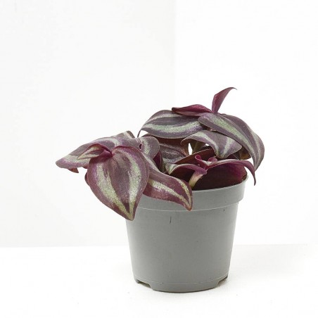 TRADESCANTIA PURPLE JOY MACETA 6CM