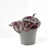 TRADESCANTIA PURPLE JOY MACETA 6CM