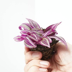 TRADESCANTIA ZEBRA MACETA 6CM