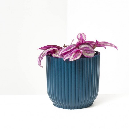 TRADESCANTIA ZEBRA MACETA 6CM