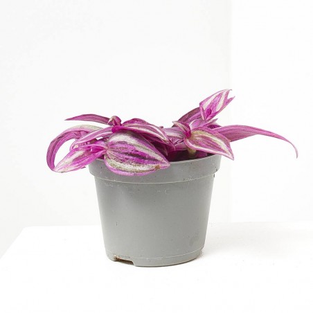 TRADESCANTIA ZEBRA MACETA 6CM