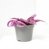 TRADESCANTIA ZEBRA MACETA 6CM