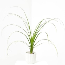 BEAUCARNEA RECURVATA (NOLINA) MACETA 6CM