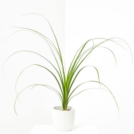 BEAUCARNEA RECURVATA (NOLINA) MACETA 6CM